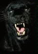 صورة 002